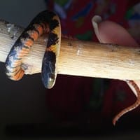 Me encontré una serpiente de unos 18 cm aproximadamente, y no estoy segura sobre que especie es, pero parece una peñarol
