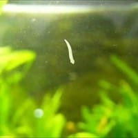 ¿Cuál es el nombre científico de la planaria de color blanco que aparece en los acuarios?