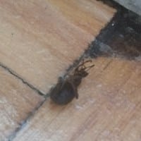 Tengo en casa unos insectos que son entre un escarabajo y un chinche grande, aparecen por todos los lados