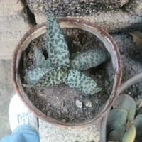 ¿Cómo se llama esta planta y como se cuida?