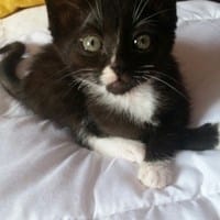 Desparasitación en un gatito de mes y medio