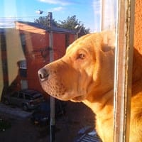 Mis perros murieron de manera extraña