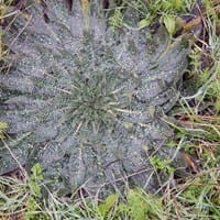 Localizar el nombre de una planta de botánica