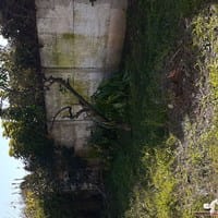 ¿Podre recuperar este naranjo añejo?