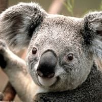 Koala De L'arbre