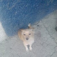 Jose Leo Villa H