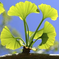 Ginkgo