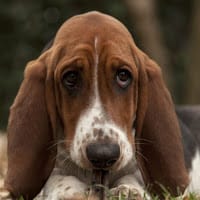 Shila Hound