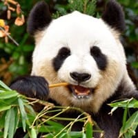 Oso Panda