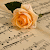Jose Andres Pacheco Garmendia