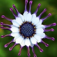 laurentum
