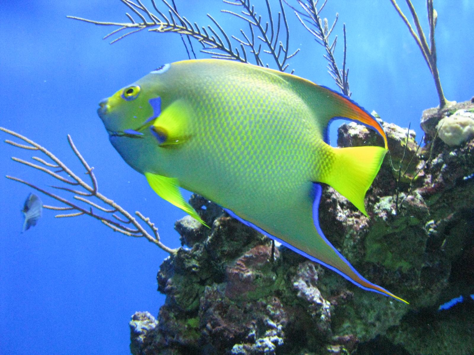 Mi pez betta tiene una bola blanca - Peces - Todoexpertos.com