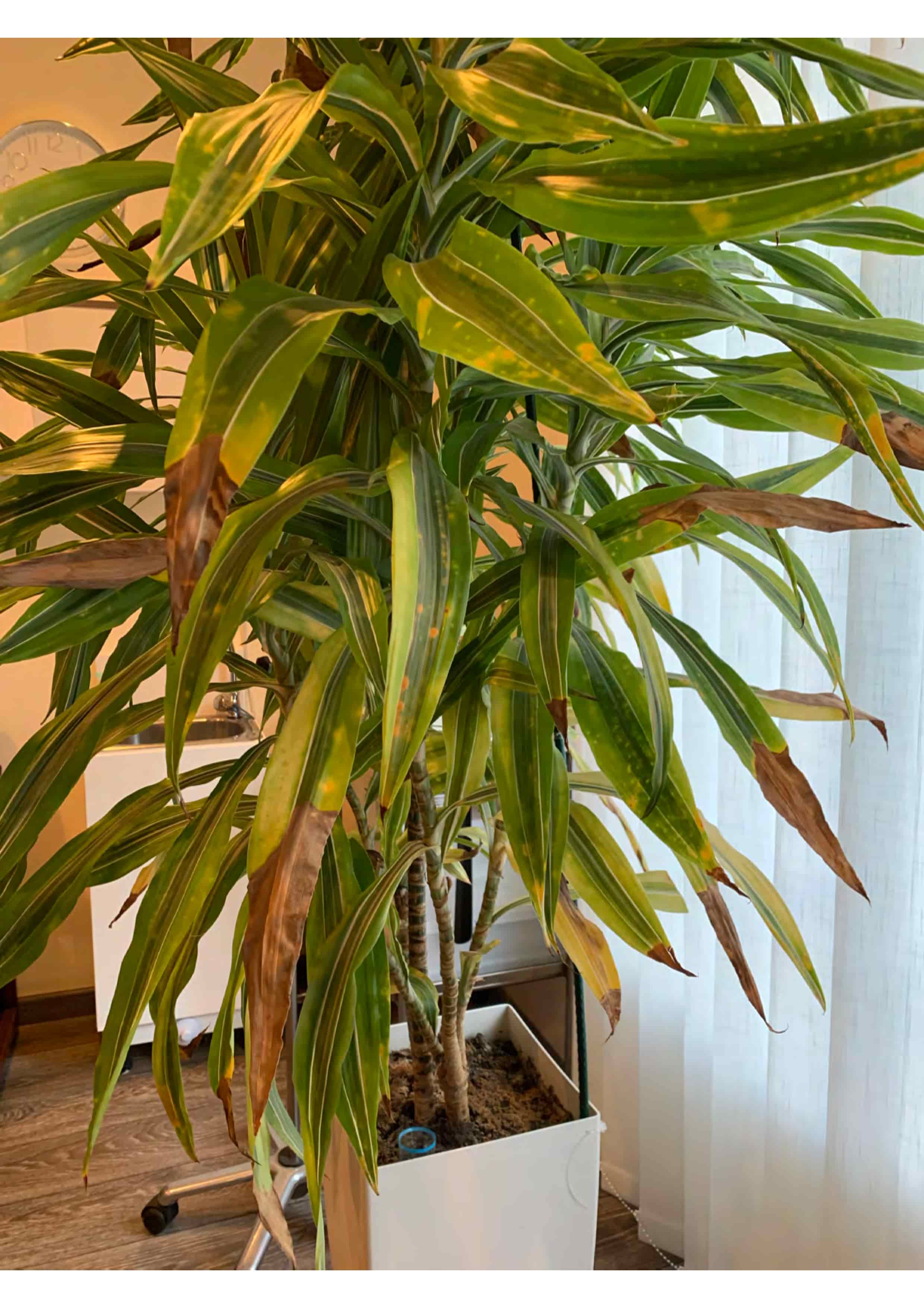 ¿Dónde se pone el abono en las jardineras de autoriego? - Jardinería