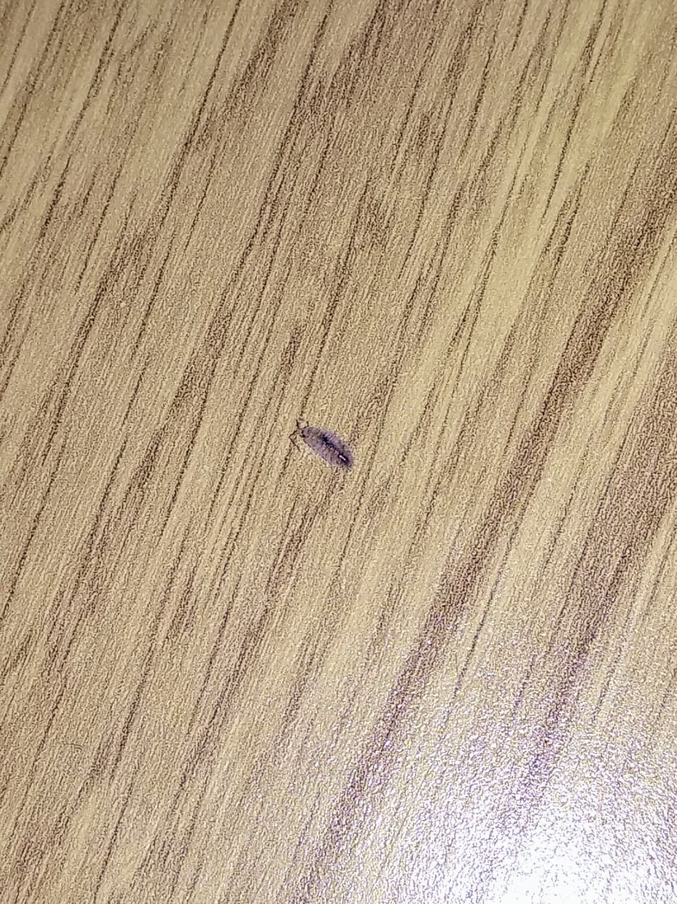 Insectos aparecidos de forma repetitiva - Zoología - Todoexpertos.com