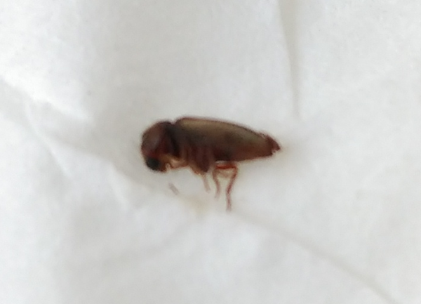 ¿Qué insecto es este? (Aparecen en mi dormitorio) - Muebles